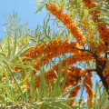 Cool blood detoxification dried fruit of chinese yellow goji